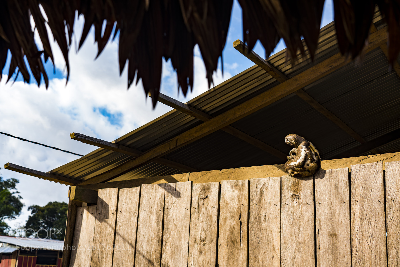 Sony a7R III sample photo. Sloth on house in photography
