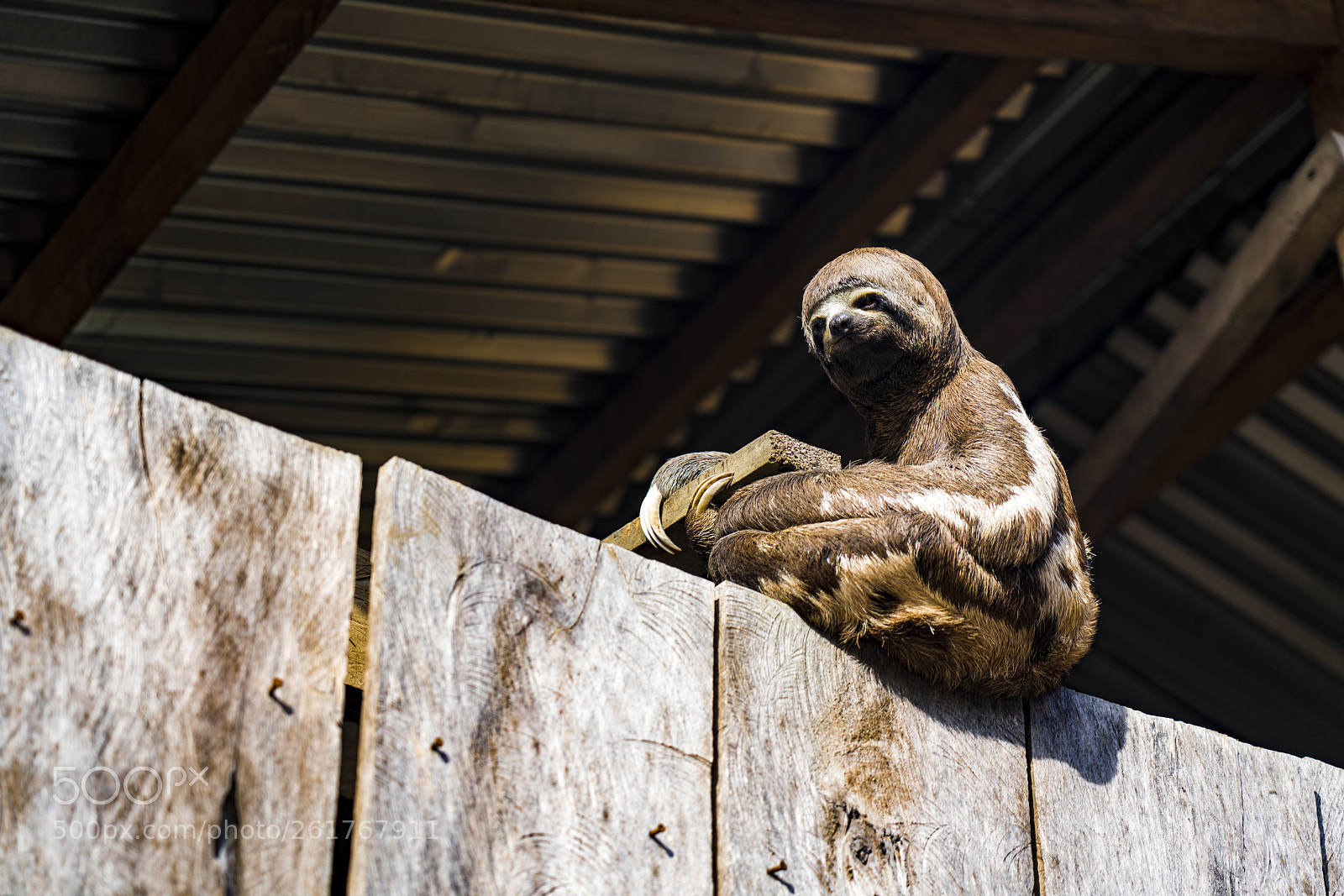 Sony a7R III sample photo. Sloth on house in photography