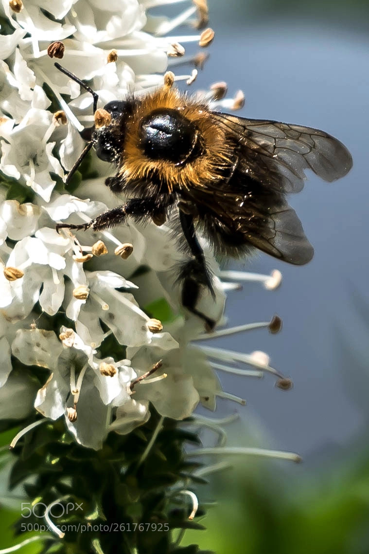 Nikon D750 sample photo. Bee... photography