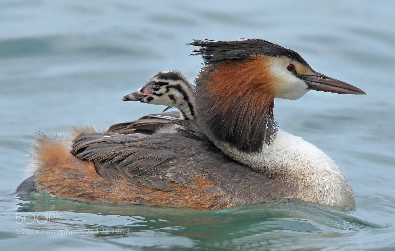 Canon EOS 7D Mark II sample photo. Double faced great crested photography