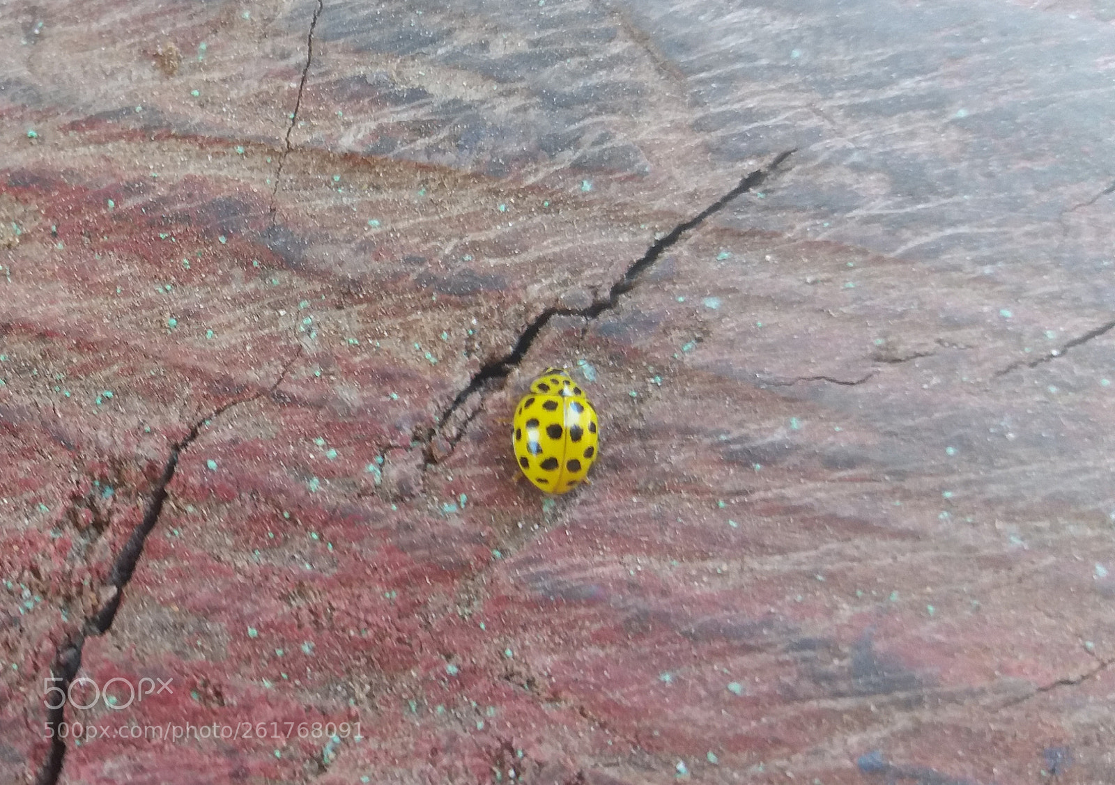Samsung Galaxy J5(2016) sample photo. Black and yellow photography