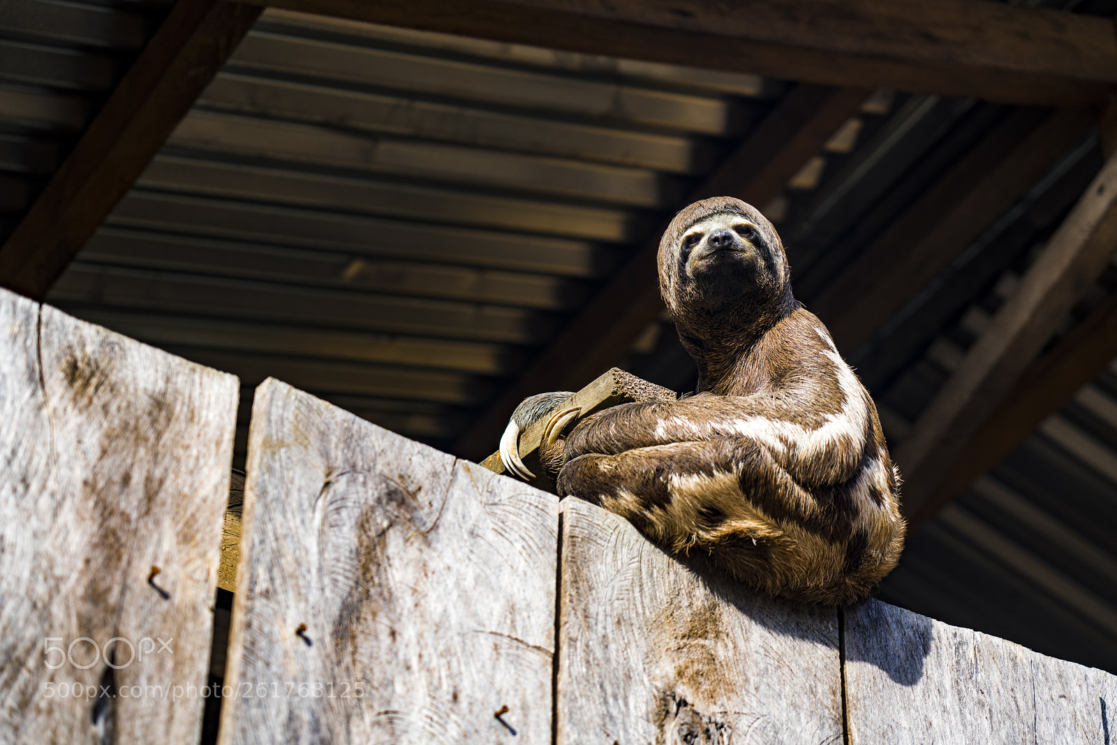 Sony a7R III sample photo. Sloth on house in photography