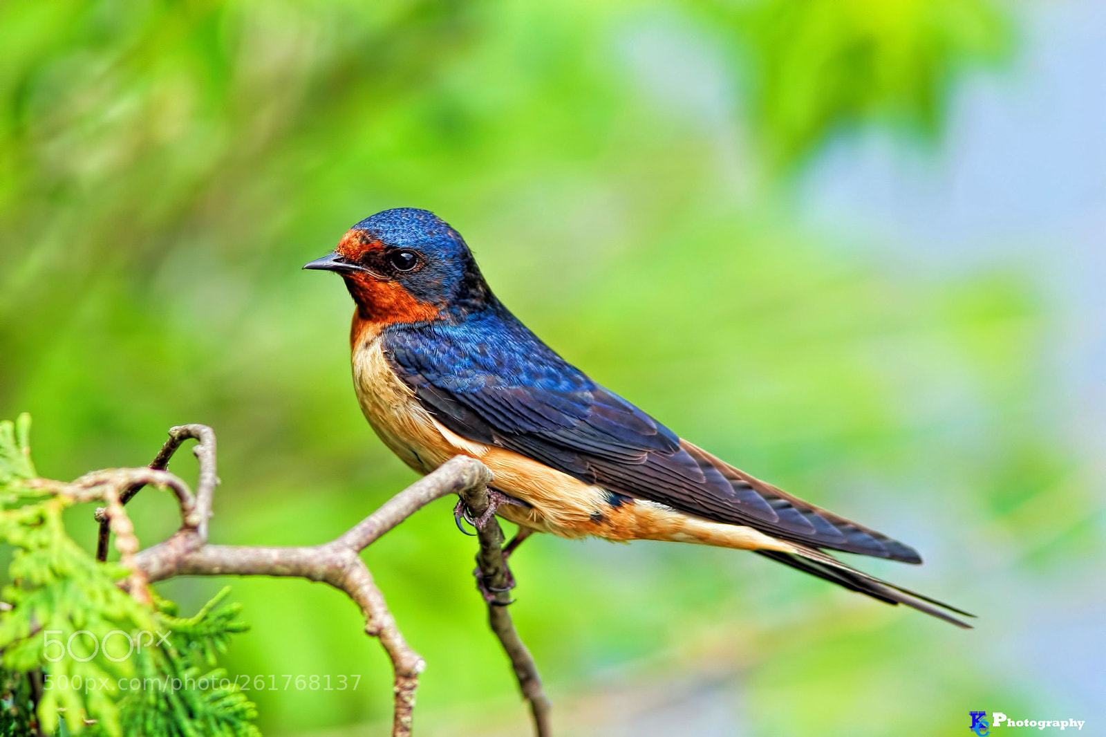 Canon EOS 20D sample photo. Swallow photography
