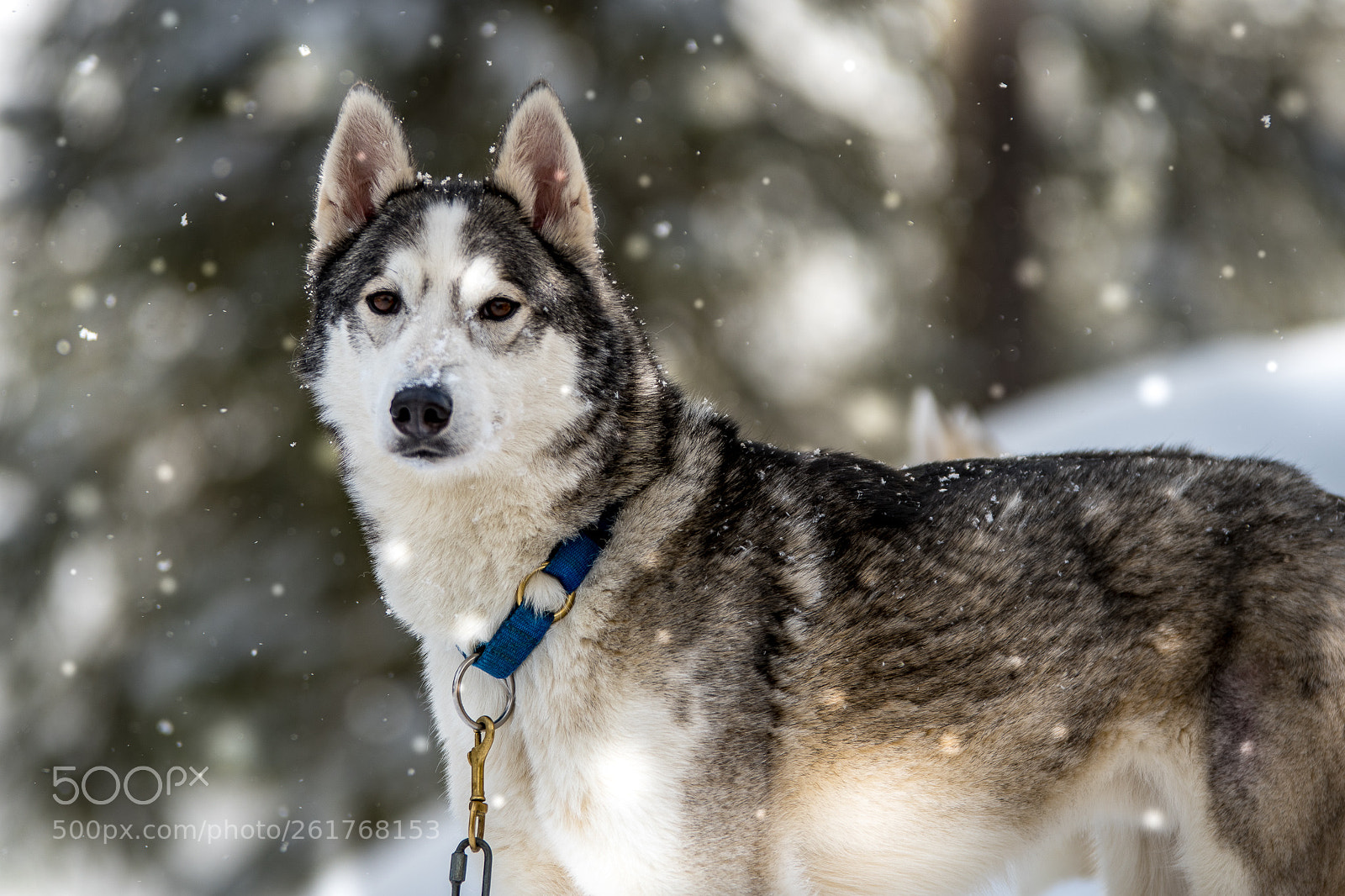 Nikon D500 sample photo. Siberian husky photography