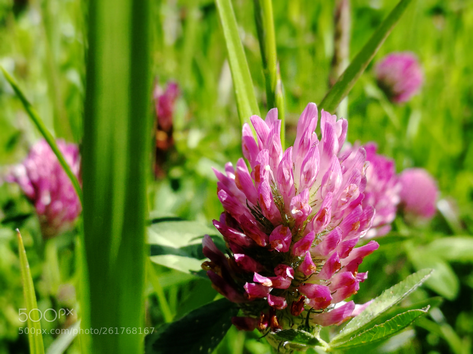 HUAWEI Honor 9 sample photo. Pink photography