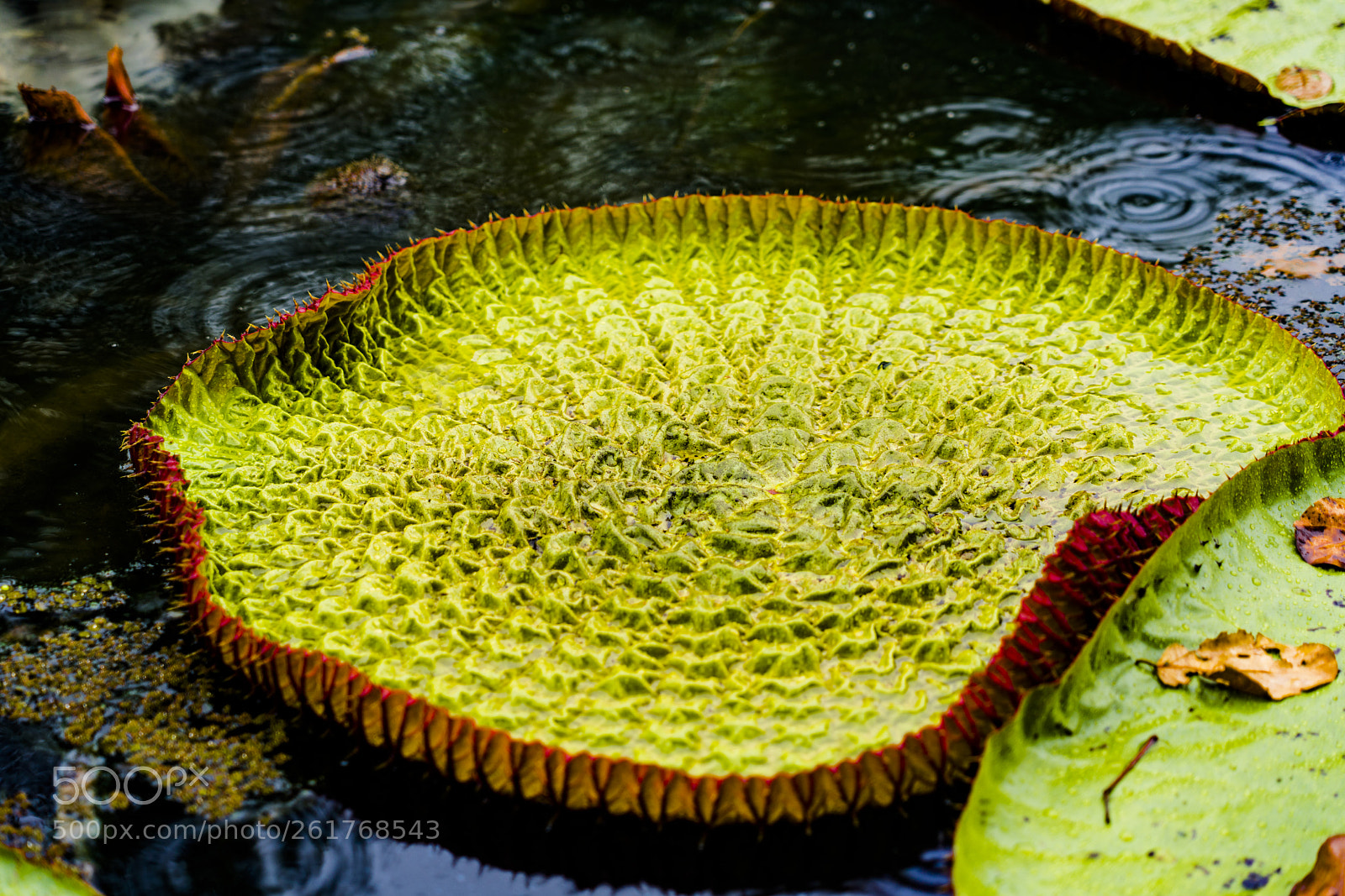 Sony a7R III sample photo. Amazonian lotus victoria regia photography