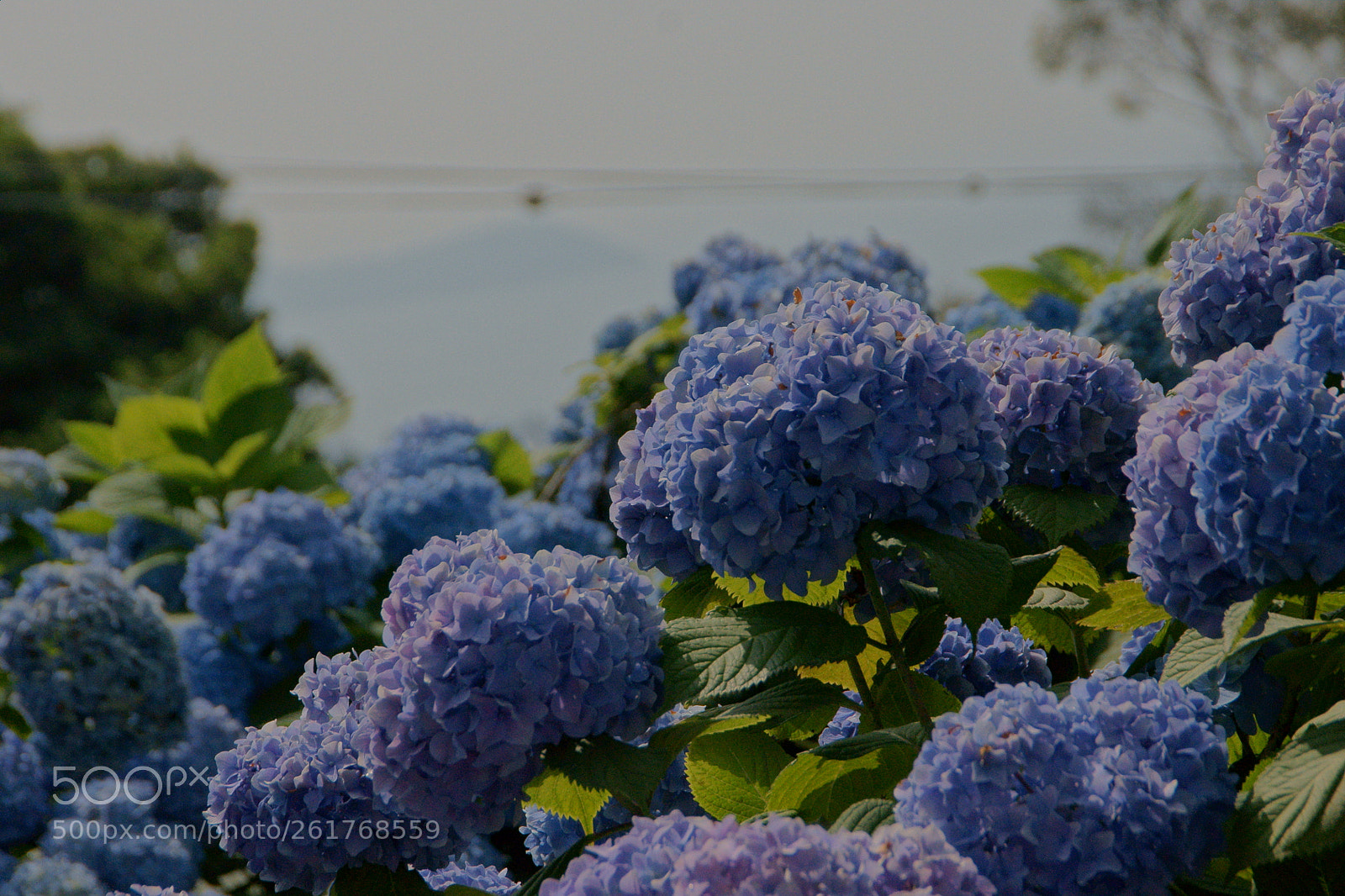 Sony DT 18-200mm F3.5-6.3 sample photo. Blue photography