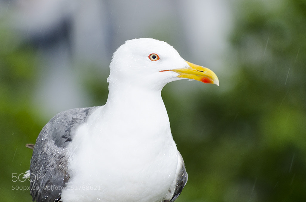 Nikon D5100 sample photo. Gaviota bajo la lluvia photography
