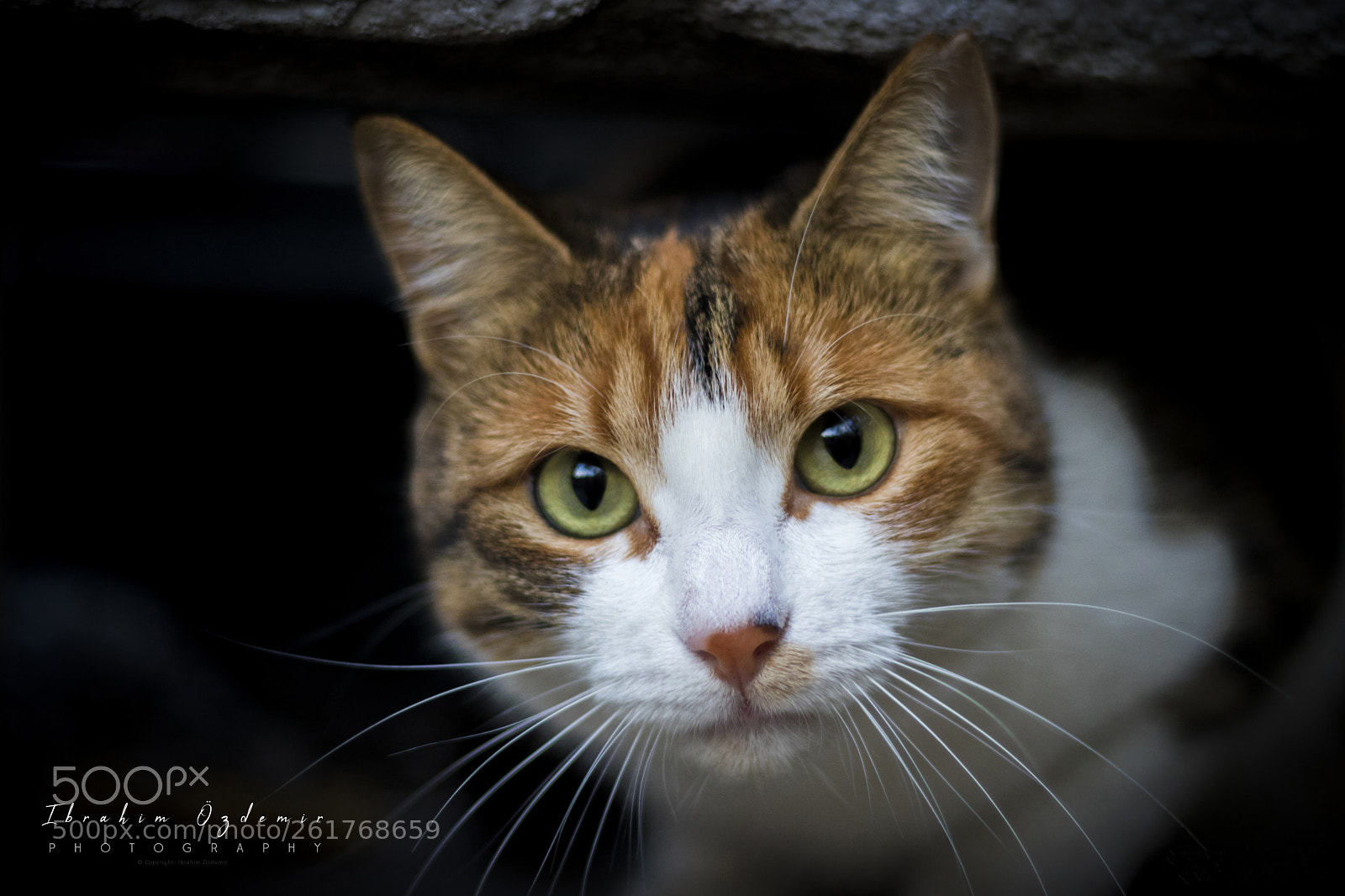 Canon EOS 77D (EOS 9000D / EOS 770D) sample photo. The cat in the photography