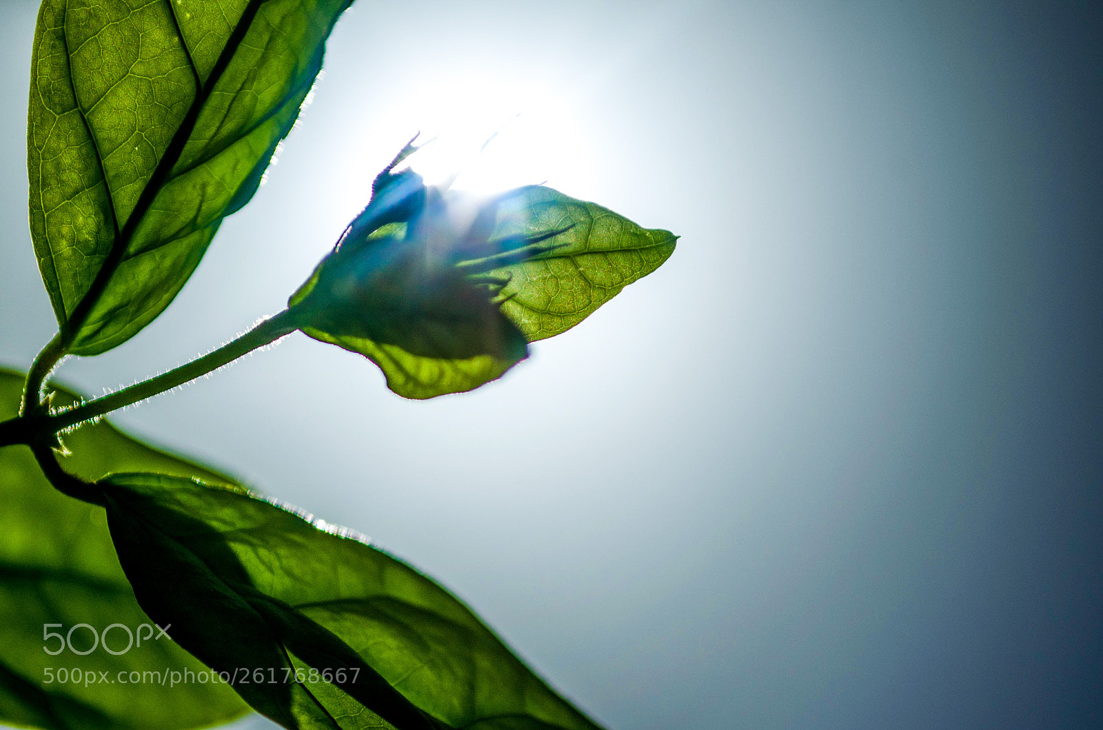 Nikon D5100 sample photo. Leaf veins photography