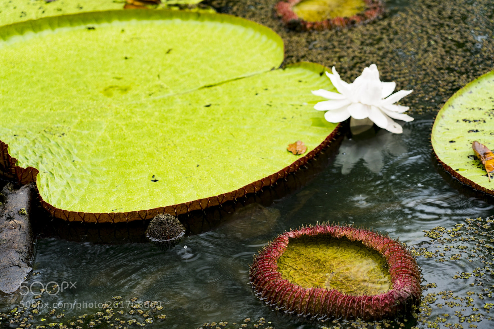 Sony a7R III sample photo. Amazonian lotus victoria regia photography