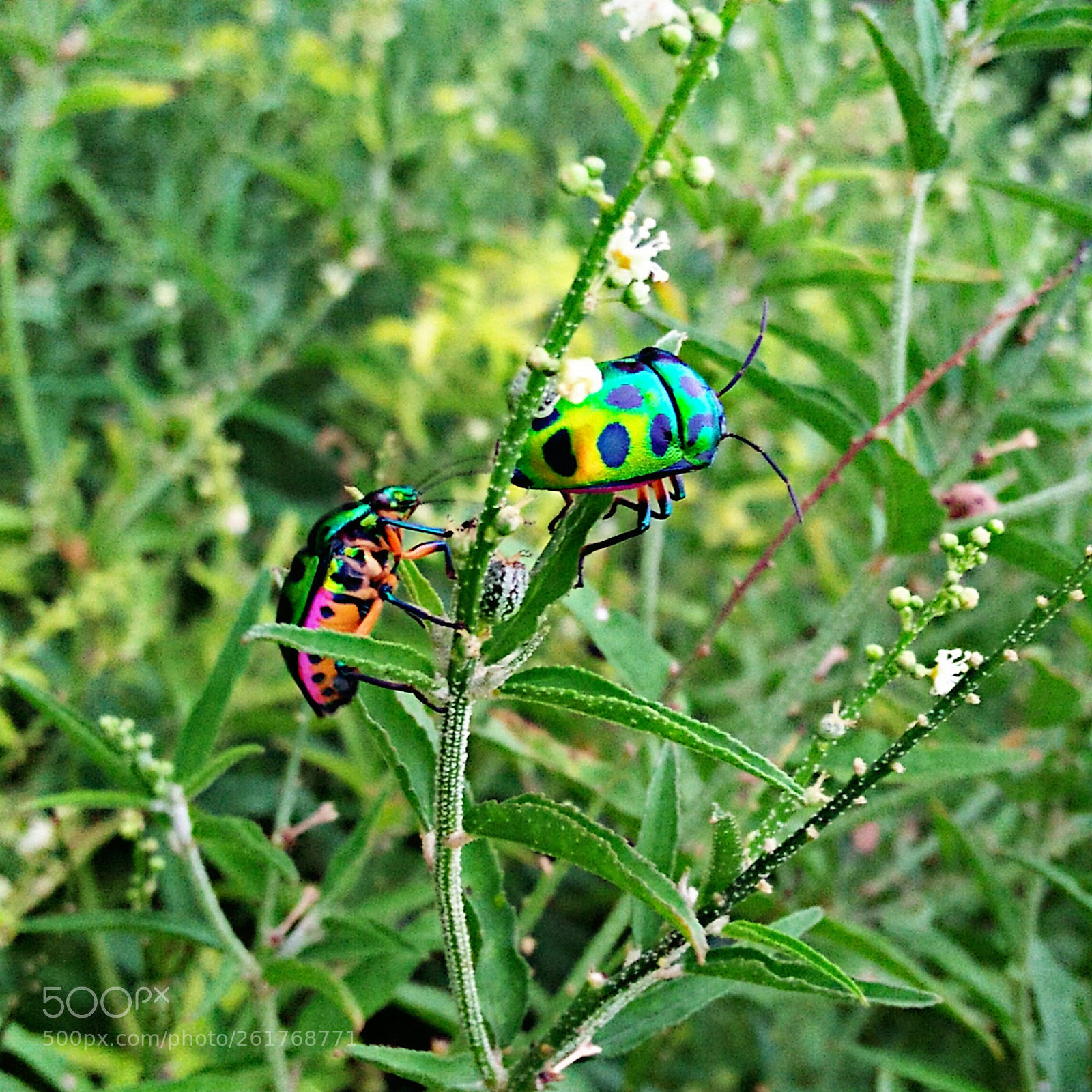 OPPO A37fw-International sample photo. Insect photography