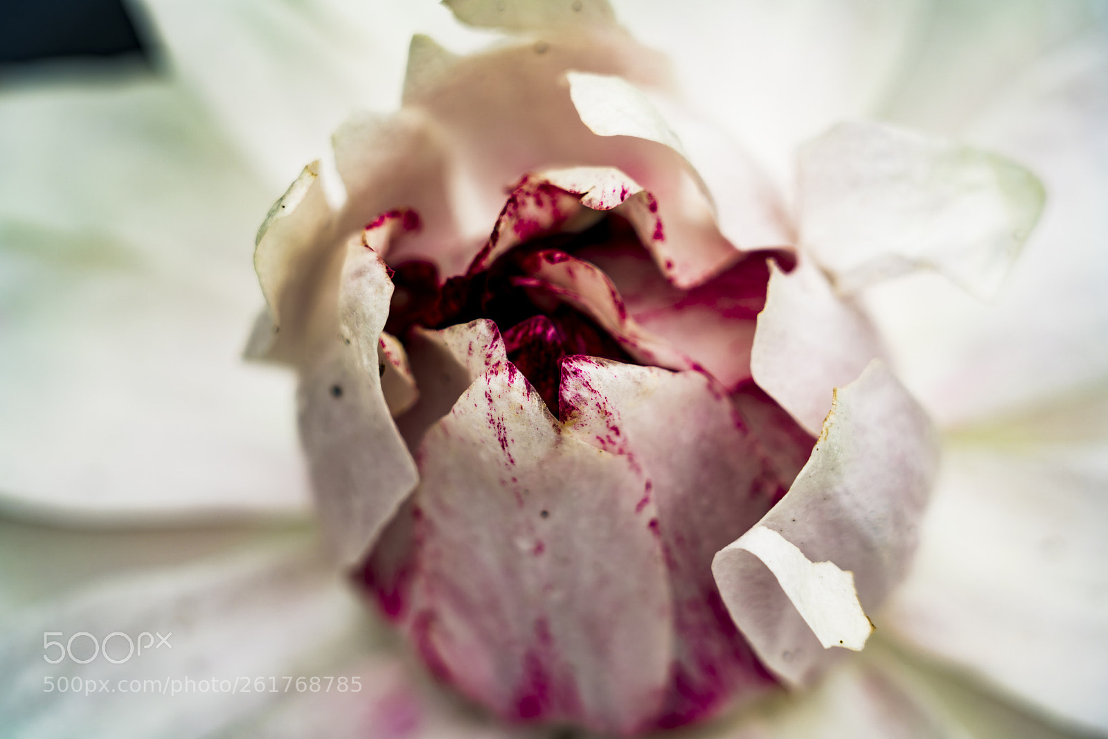 Sony a7R III sample photo. White, pink and purple photography