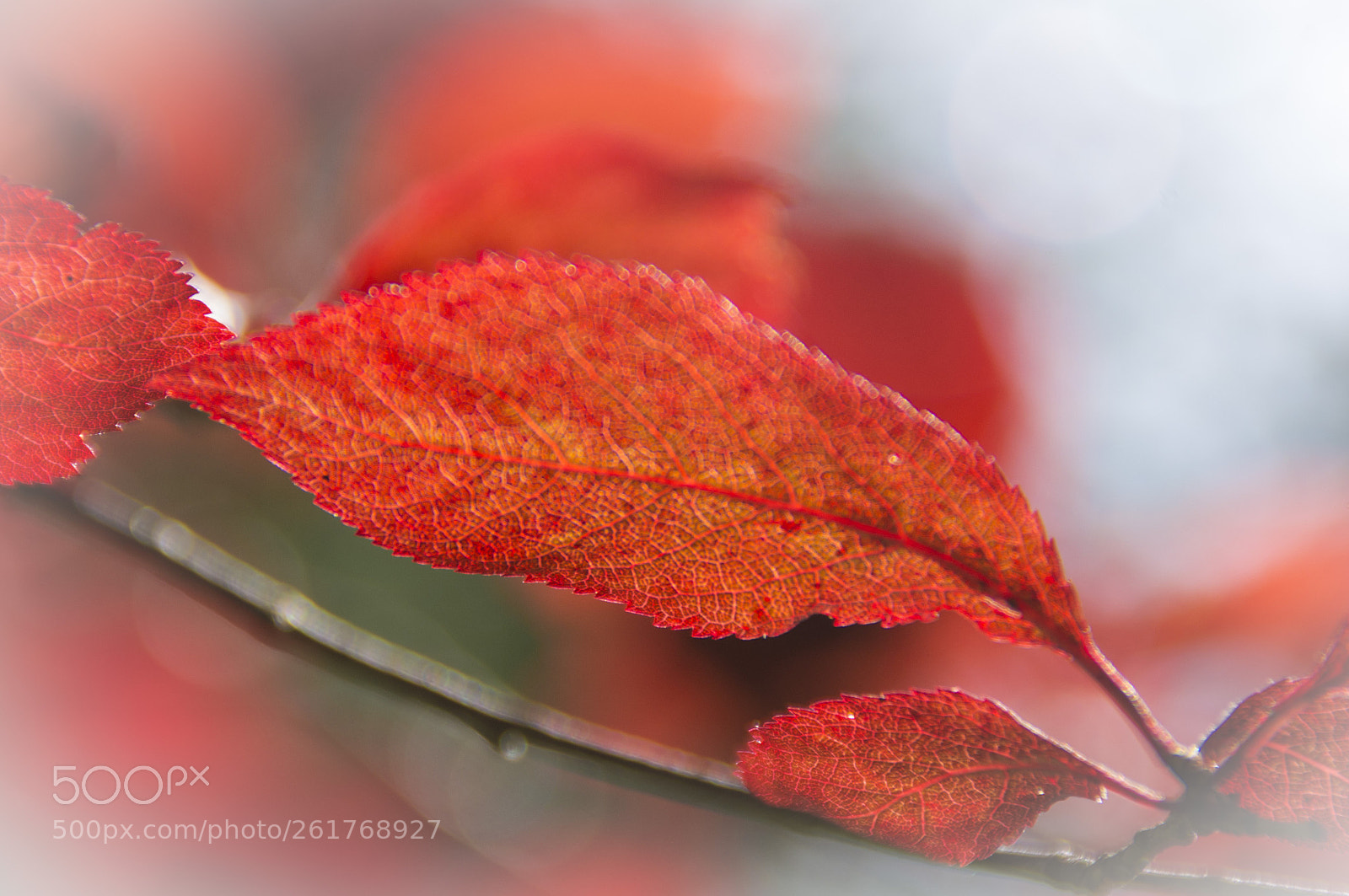Pentax K-r sample photo. Foglie rosse photography