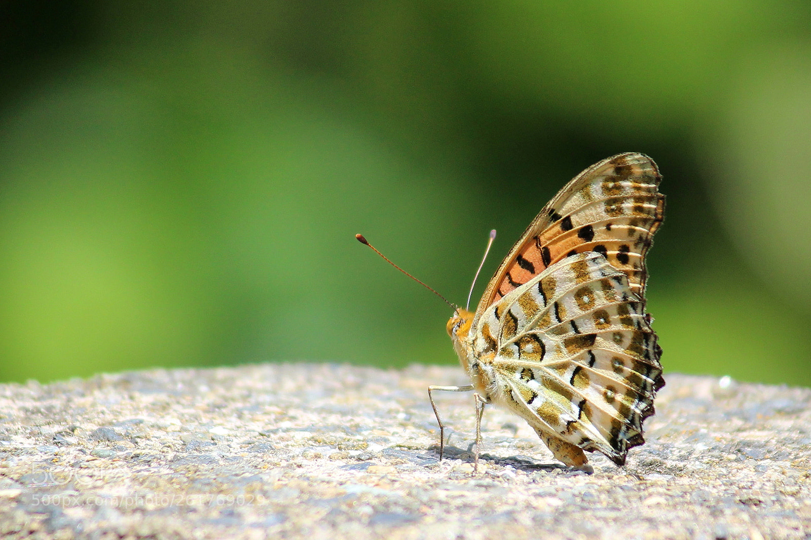 Canon EOS 100D (EOS Rebel SL1 / EOS Kiss X7) sample photo. Let's dance. photography