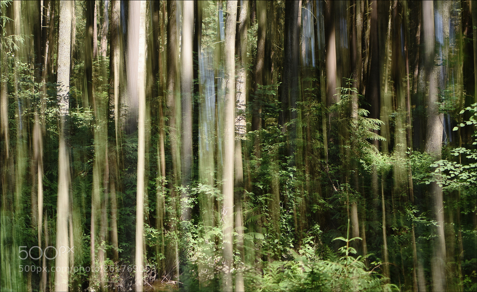 Nikon D810 sample photo. °forest.melody° photography