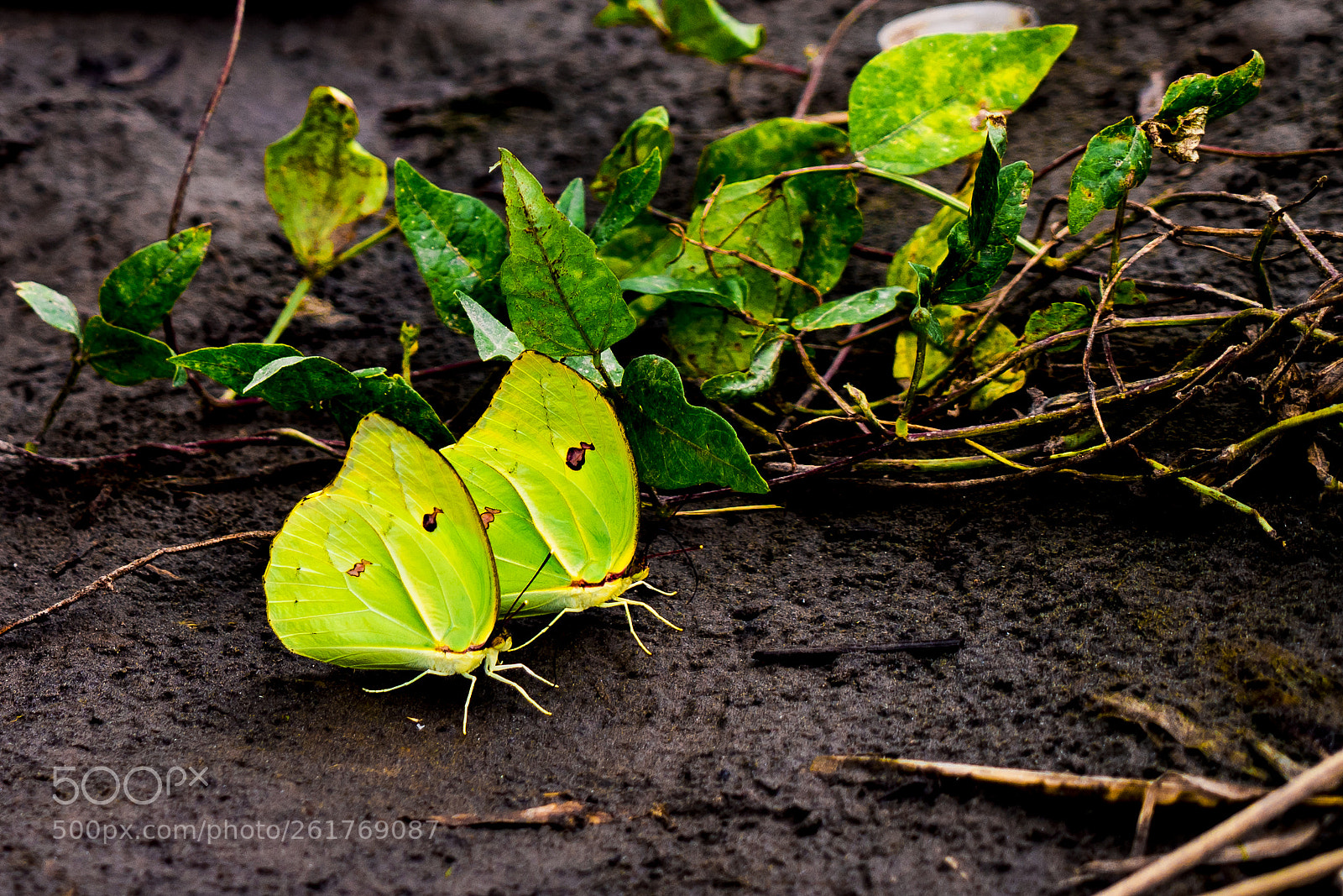 Sony a7R III sample photo. Macro pair of butterflies photography