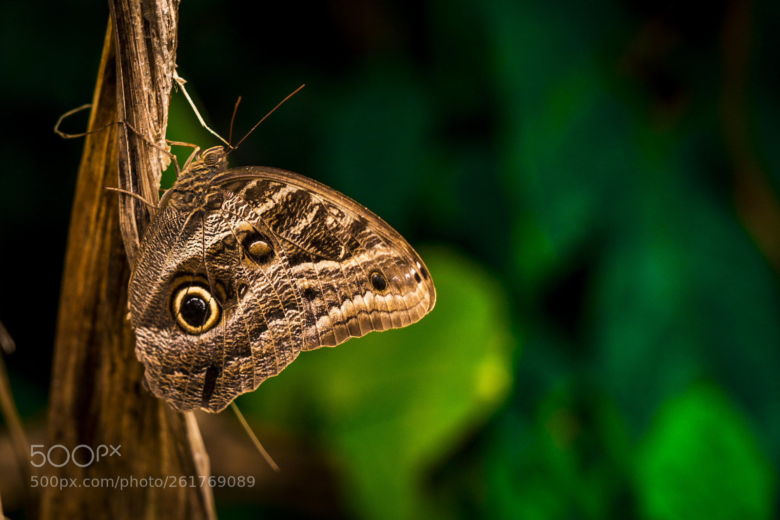 Sony a7R III sample photo. Tropical golden butterfly with photography