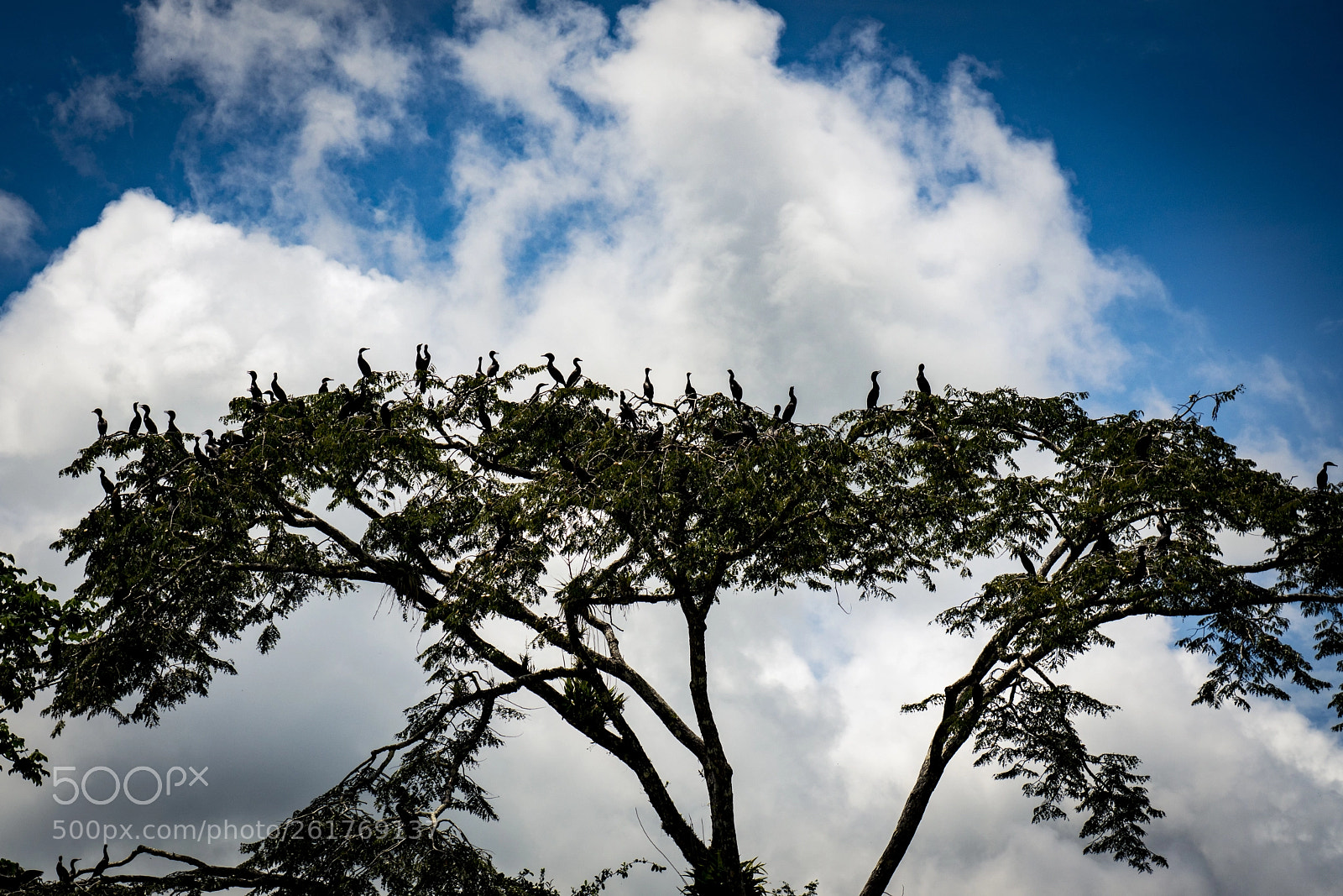 Sony a7R III sample photo. Big family of birds photography