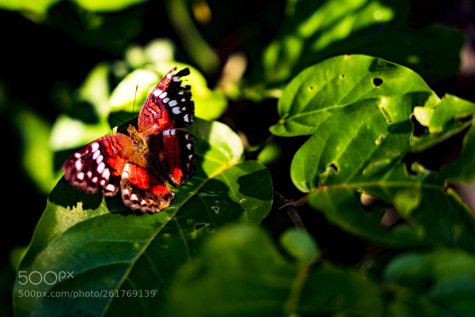 Sony a7R III sample photo. Beautiful orange butterfly near photography