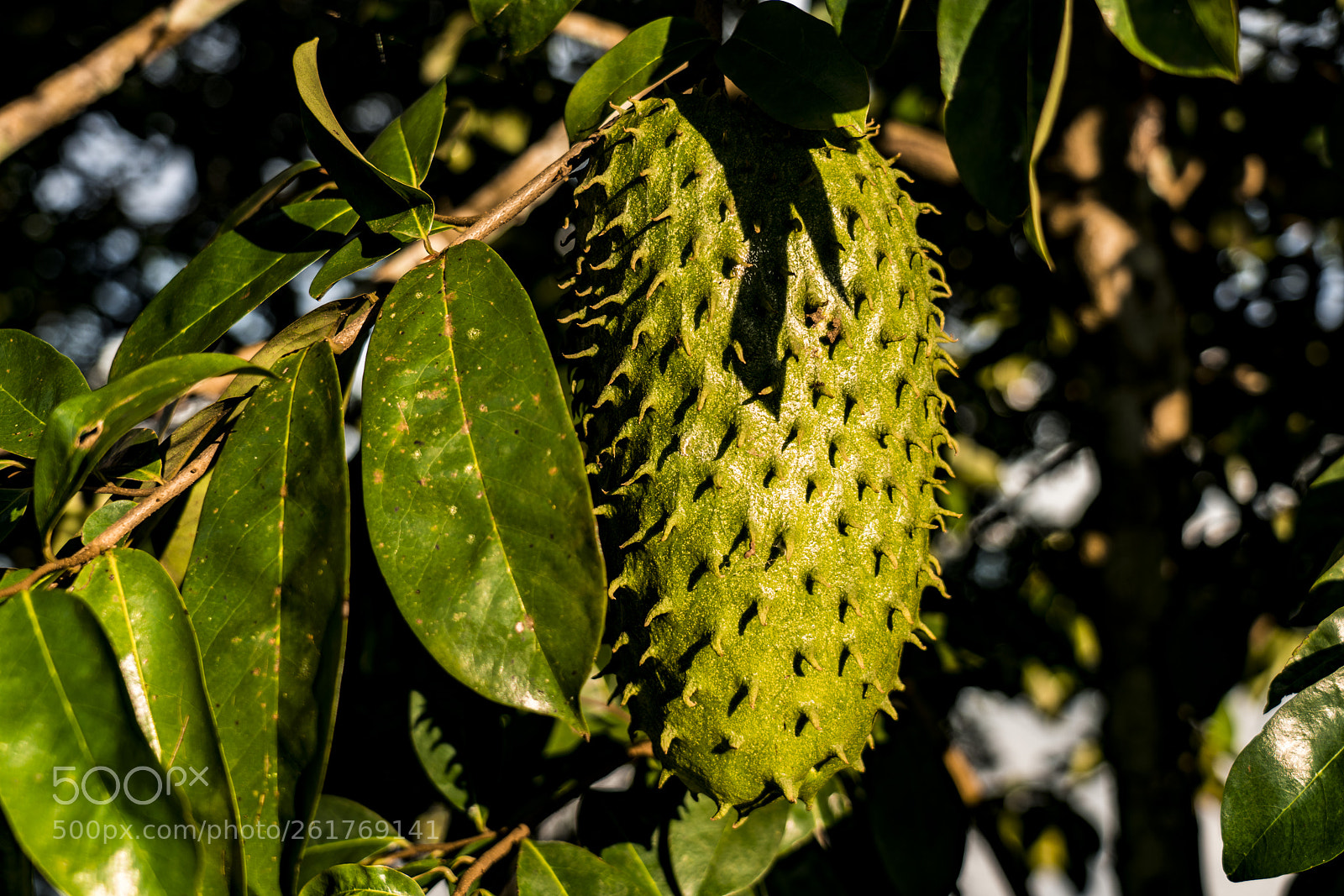 Sony a7R III sample photo. Soursop, graviola or guanabana photography