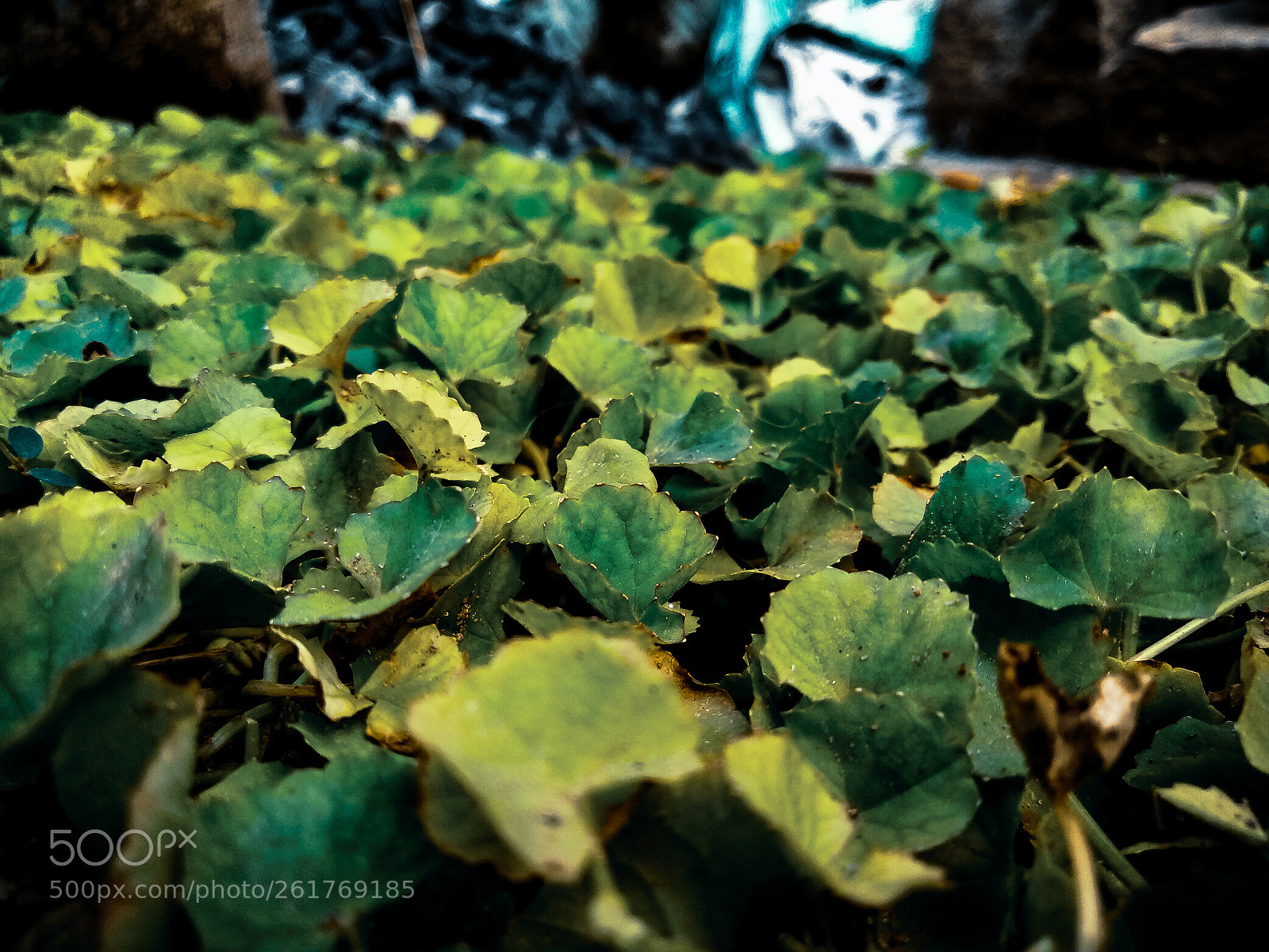 OPPO CPH1609 sample photo. Lrm exp photography