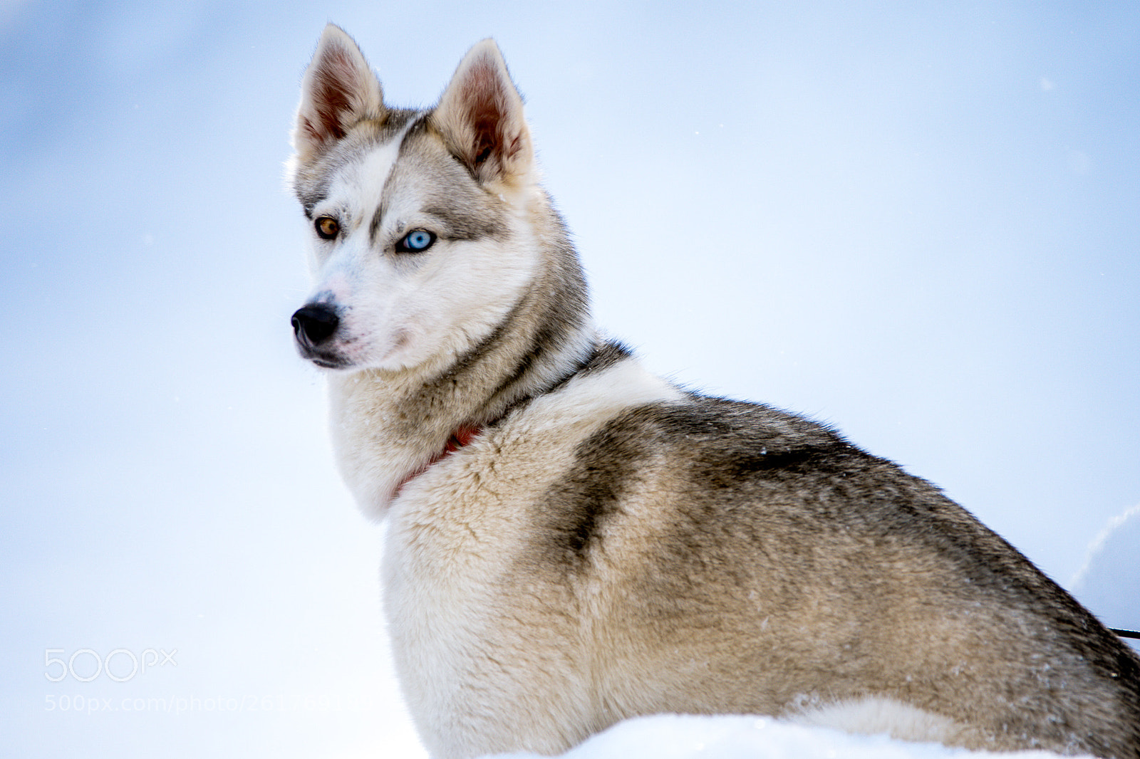 Nikon D500 sample photo. Siberian husky photography