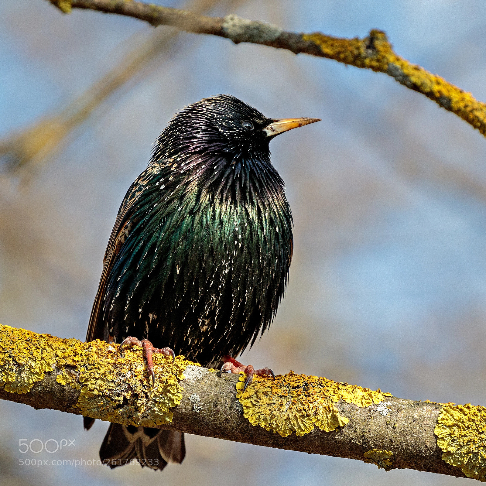 Canon EOS 7D Mark II sample photo. Starling photography