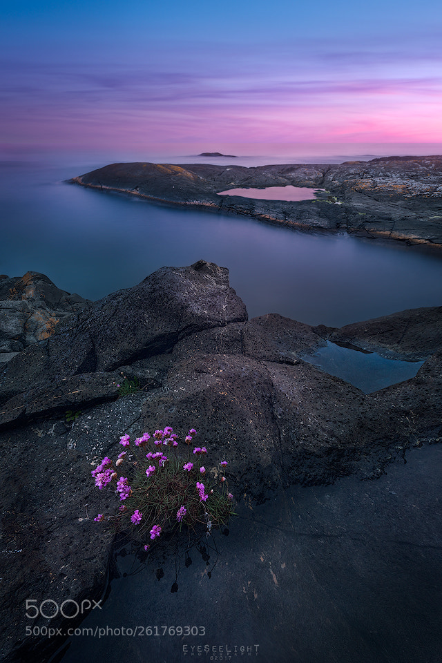Nikon D810 sample photo. Sea pink photography