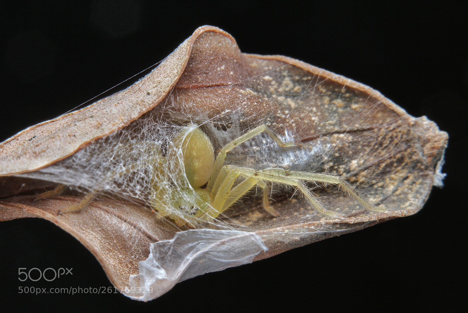 Canon EOS 7D sample photo. Behind the hive photography