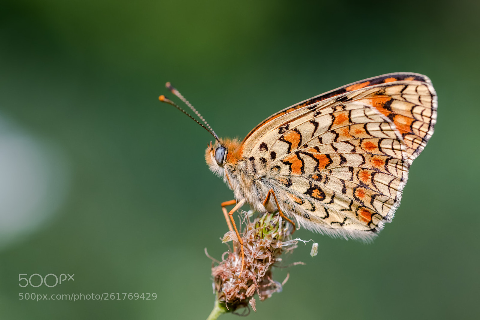 Nikon D850 sample photo. Butterfly photography