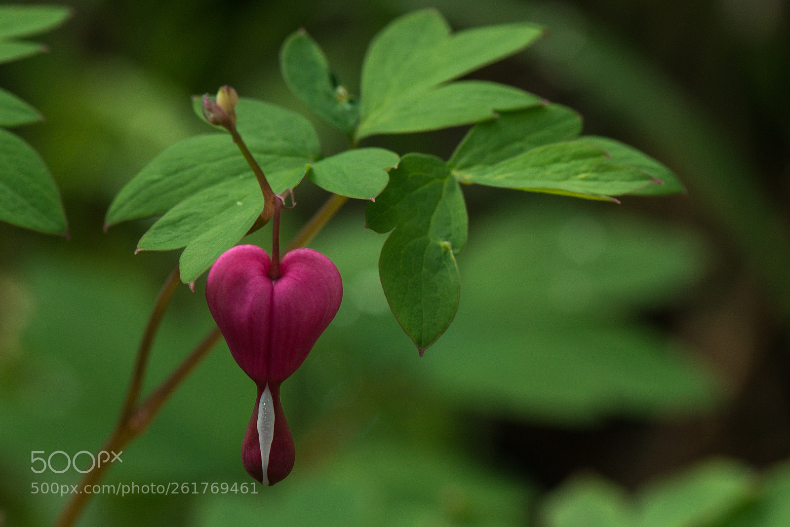 Nikon D800E sample photo. Paeonia suffruticosa photography