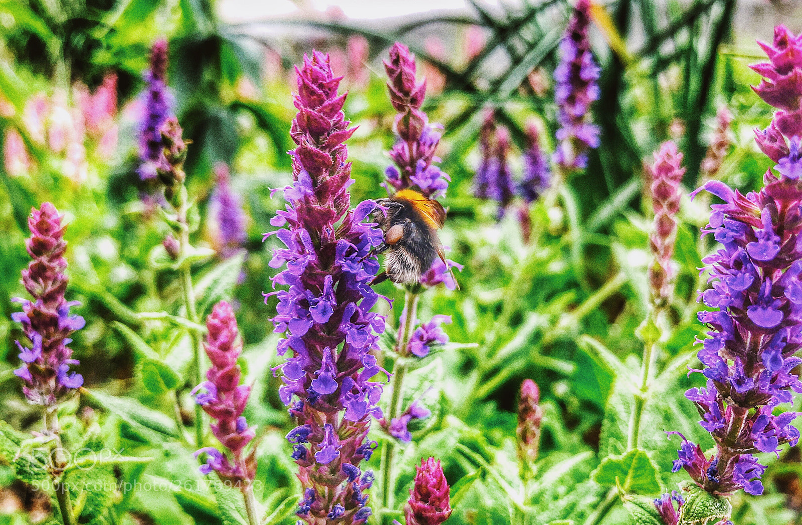 Apple iPhone 8 Plus sample photo. Lovely bee &flower photography