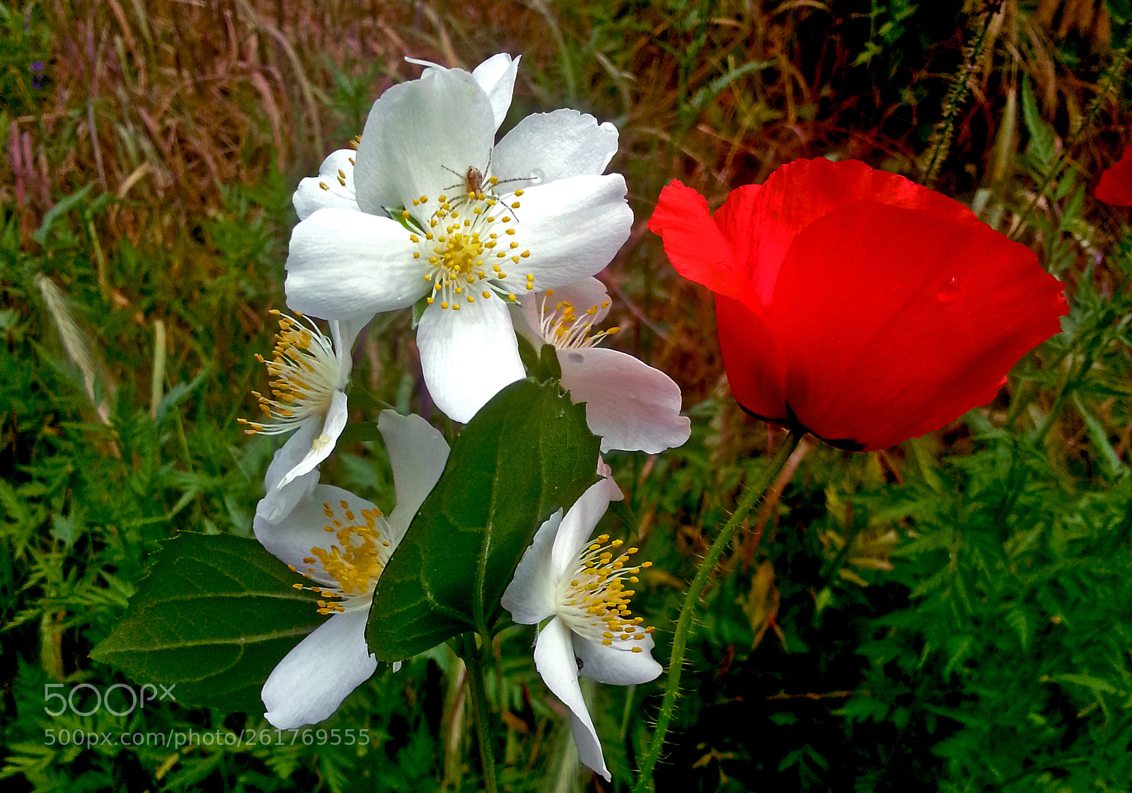 Samsung Galaxy Note2 sample photo. Flower photography