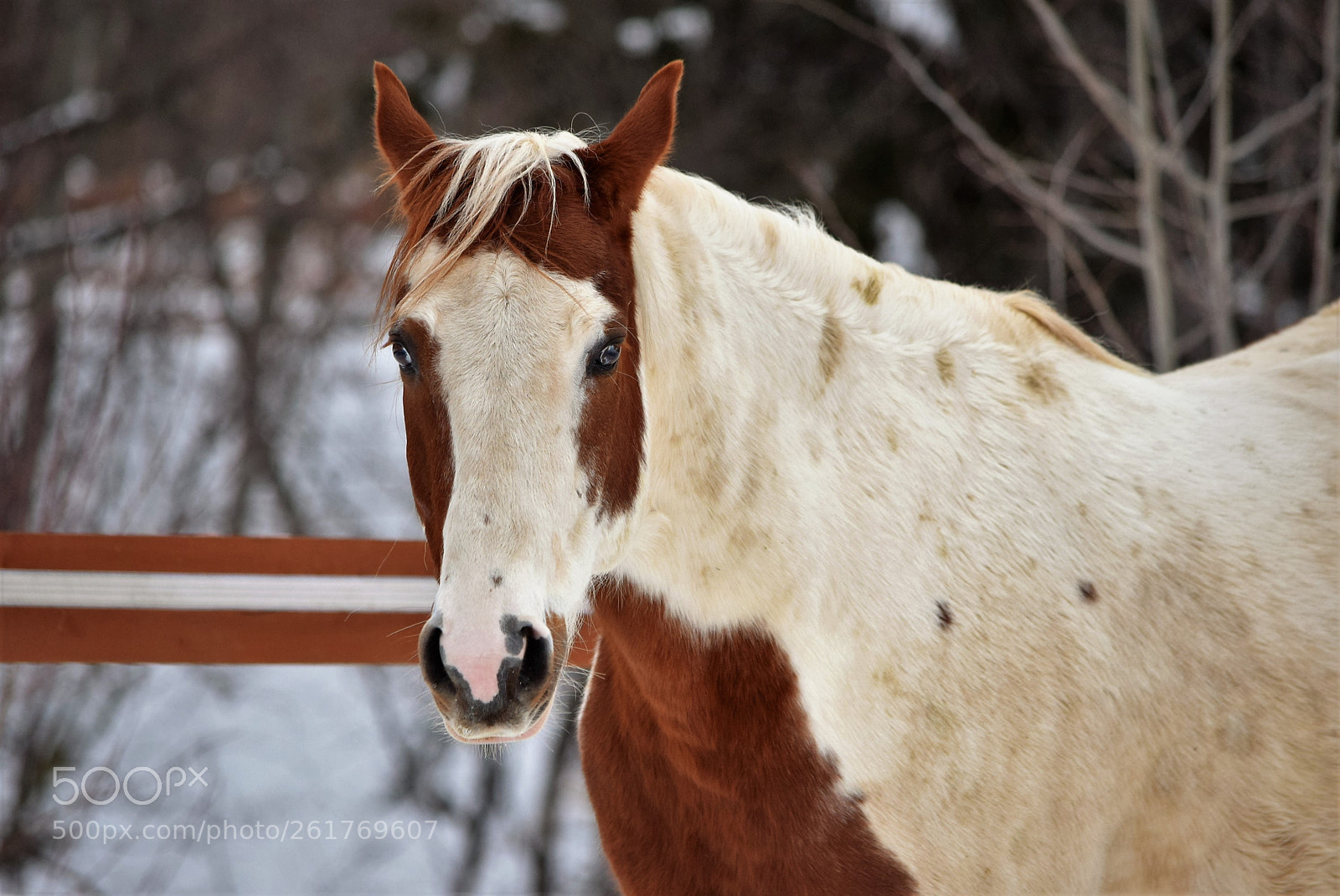 Nikon D3300 sample photo. Paint horse in winter photography
