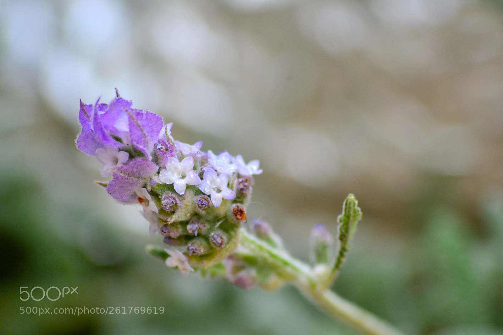 Sigma 70-300mm F4-5.6 APO DG Macro sample photo. Lavender photography