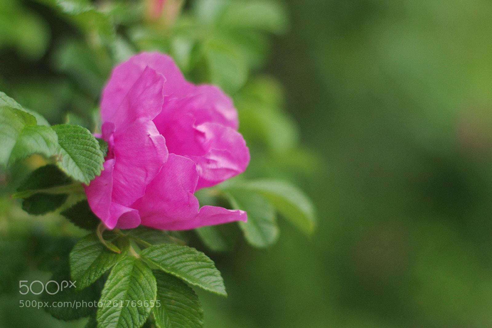 Pentax K-3 sample photo. Rose photography