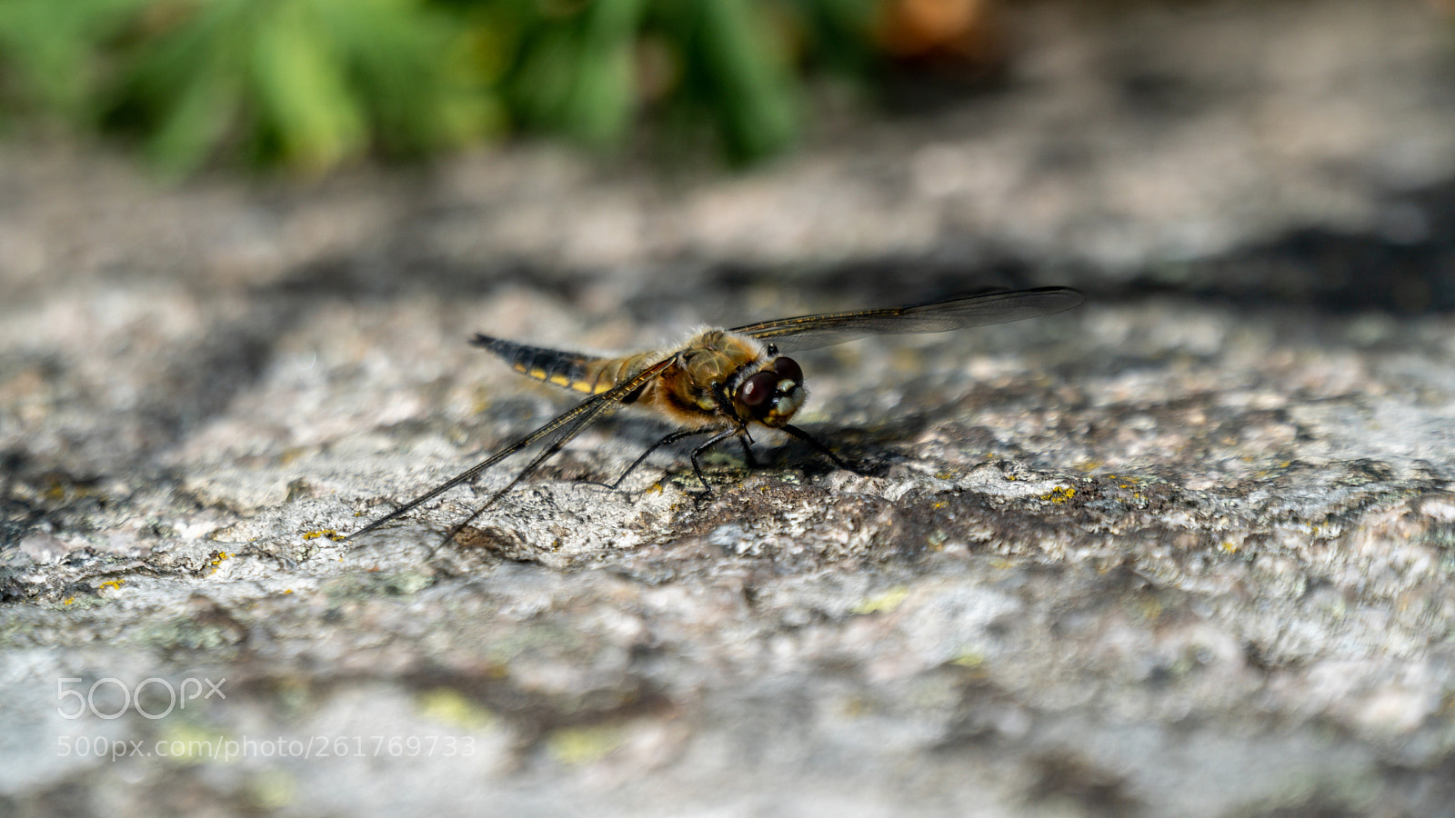Sony a6500 sample photo. Dragonfly photography
