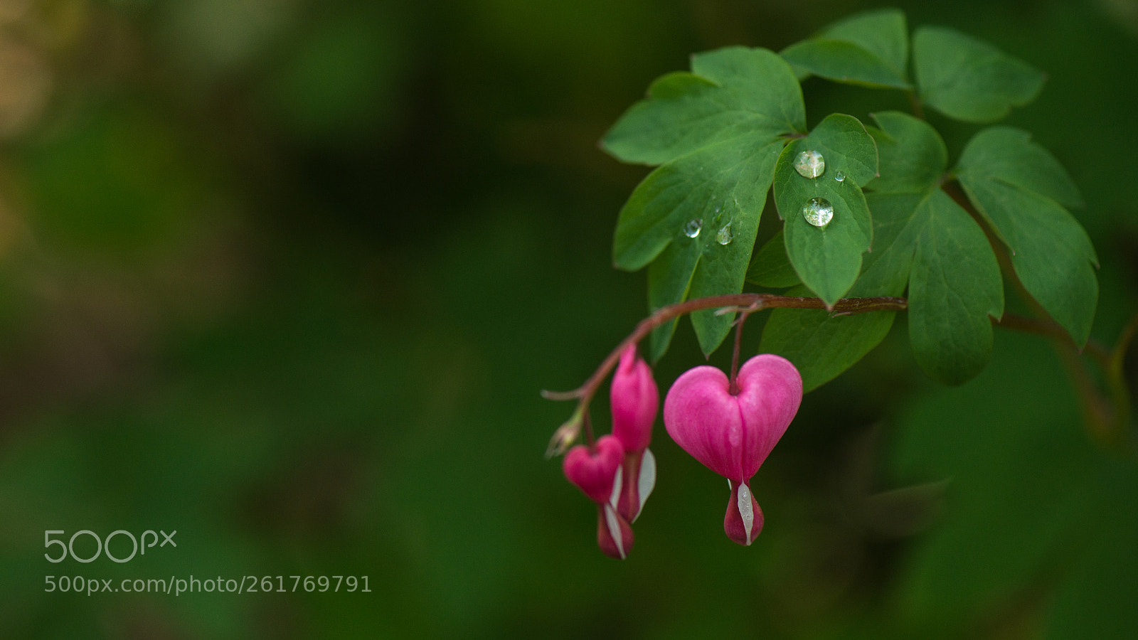 Nikon D800E sample photo. Paeonia suffruticosa photography