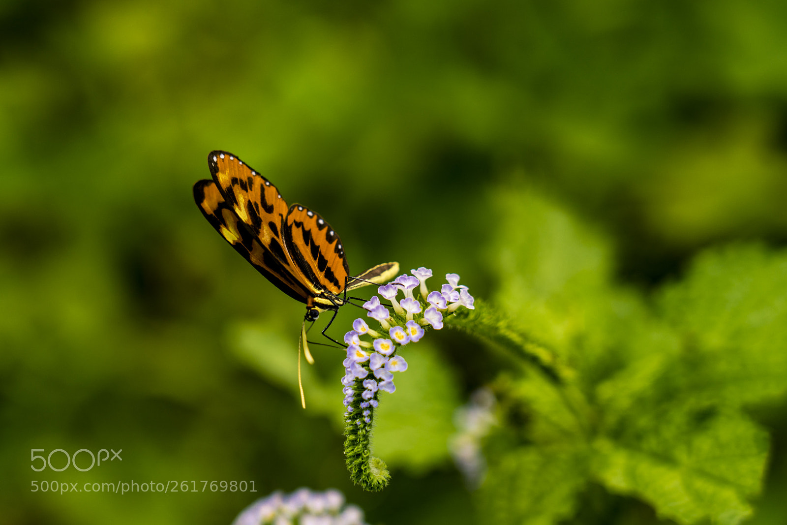 Sony a7R III sample photo. Beautiful orange butterfly on photography