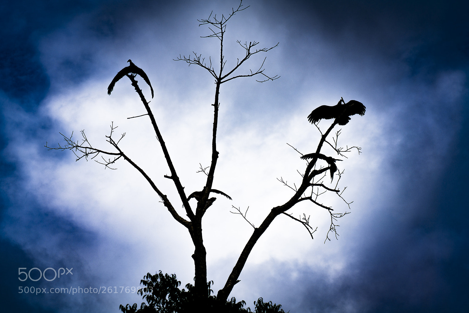 Sony a7R III sample photo. Birds of prey in photography