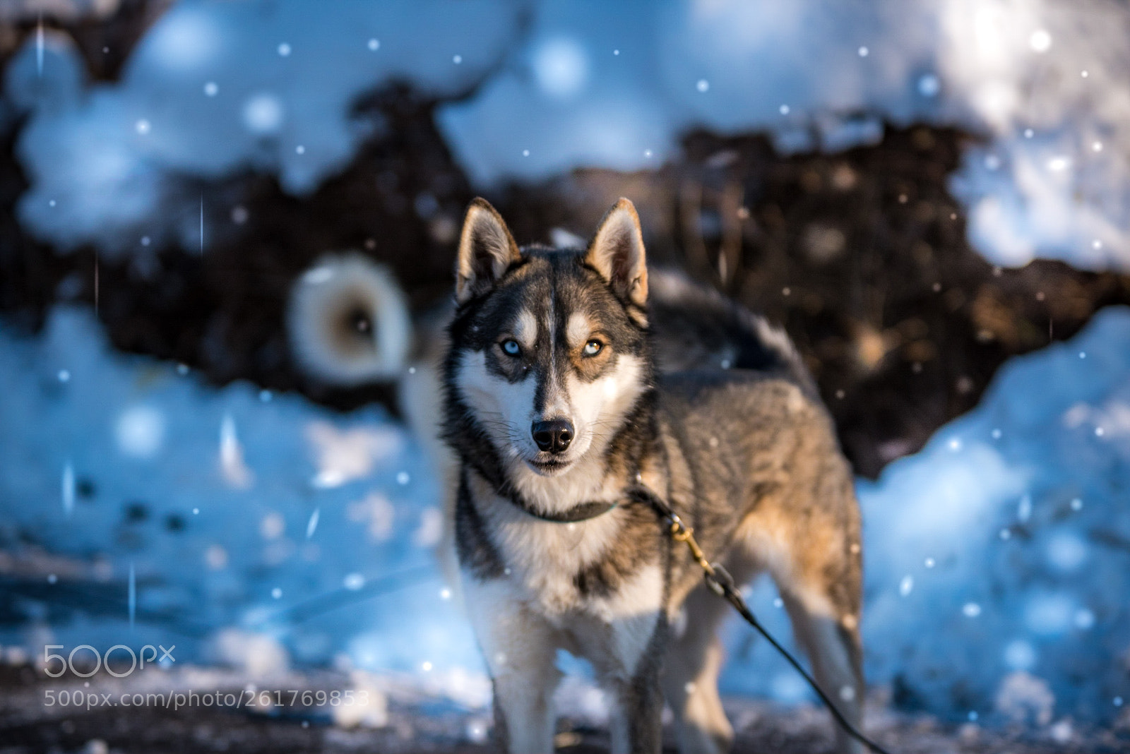 Nikon D750 sample photo. Siberian husky photography