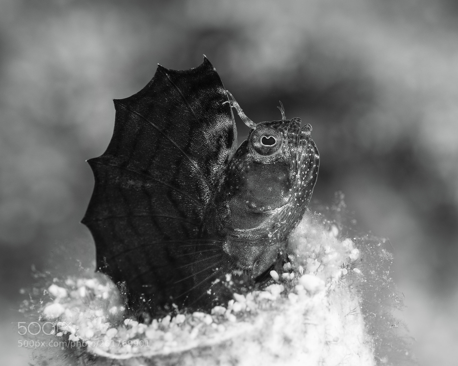 Nikon D800E sample photo. Sail fin blenny photography