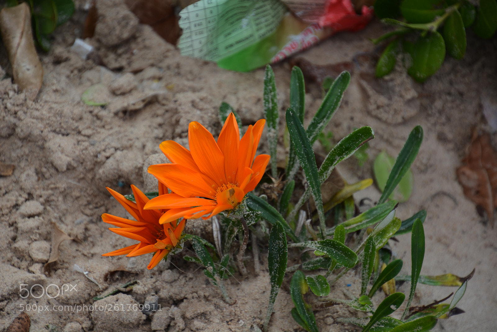 Nikon D7100 sample photo. Sharon beach - herzliya photography