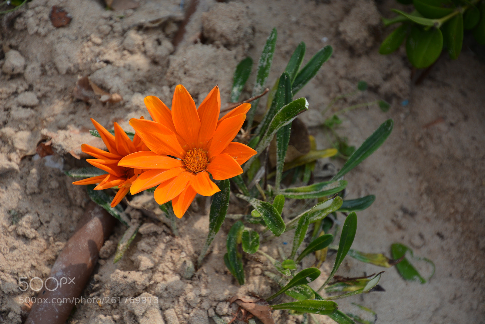 Nikon D7100 sample photo. Sharon beach - herzliya photography