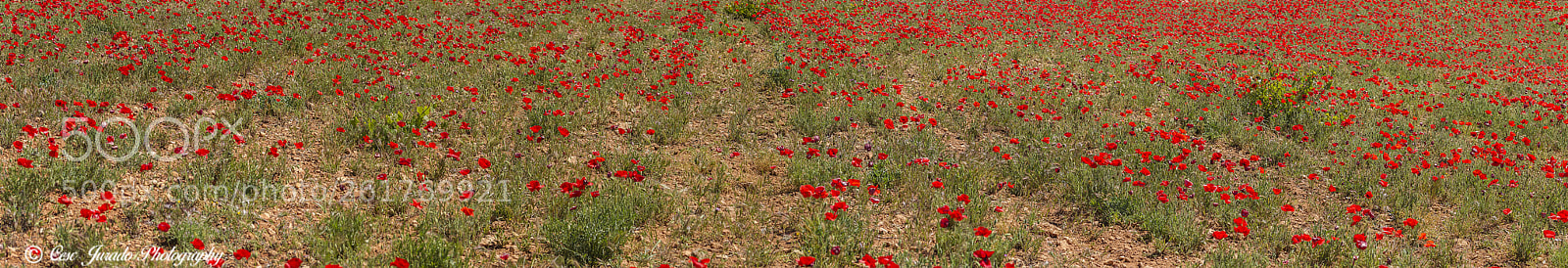 Canon EOS 7D sample photo. Campo de amapolas photography