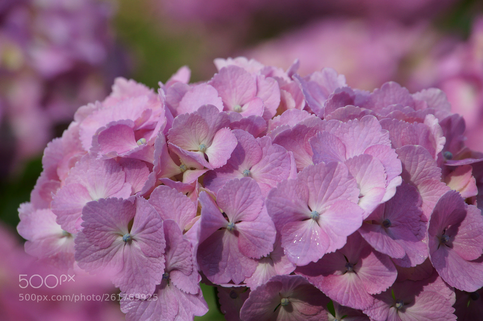 Sony Alpha NEX-5 sample photo. 梅雨の始まり photography