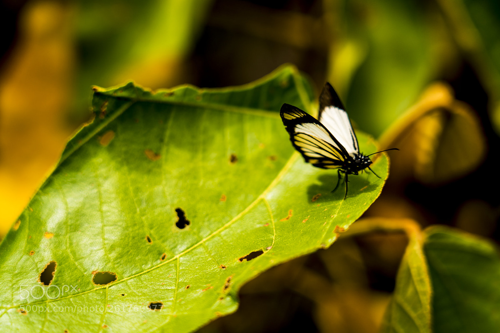 Sony a7R III sample photo. Beautiful white butterfly near photography