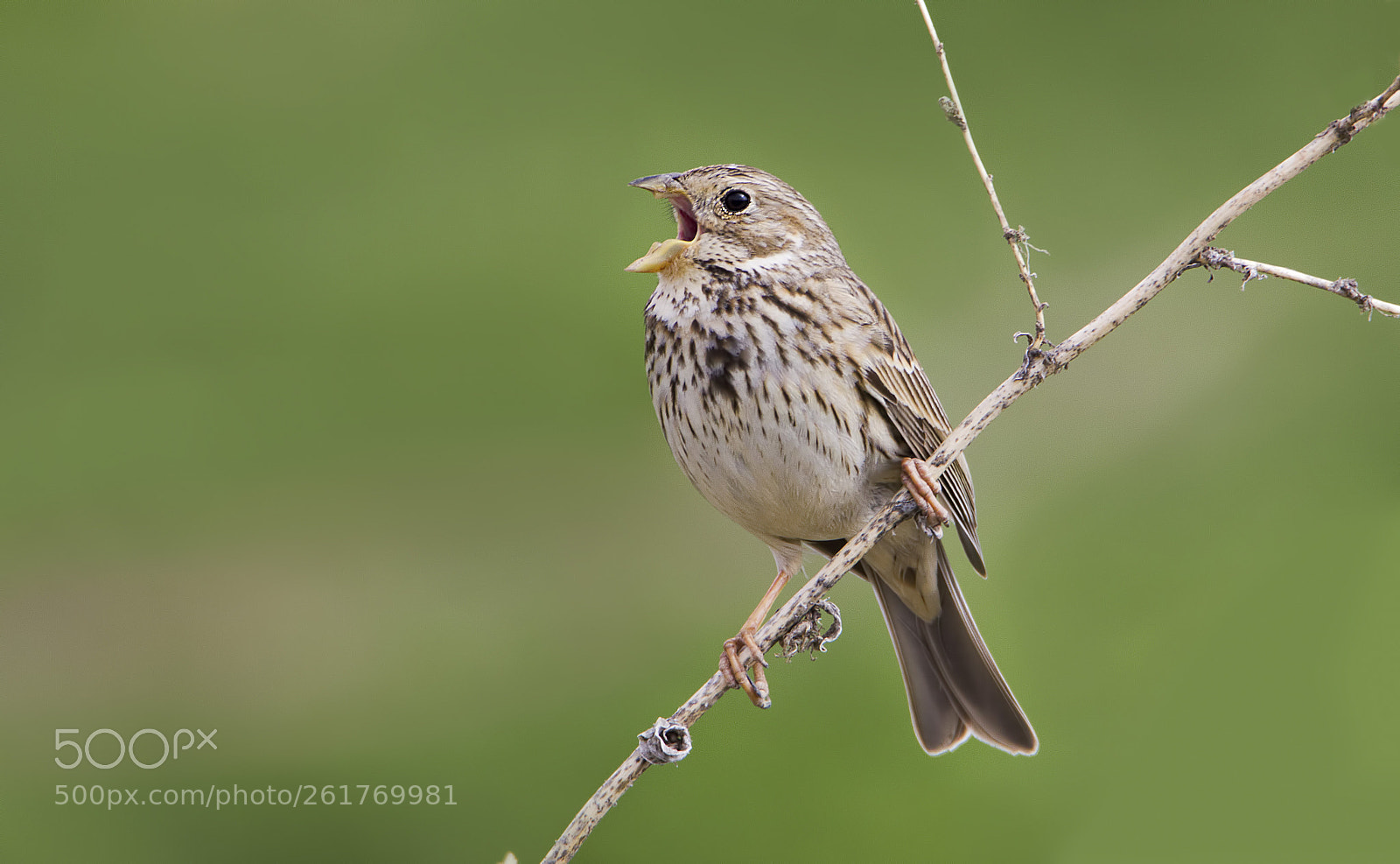 Canon EOS 550D (EOS Rebel T2i / EOS Kiss X4) sample photo. Corn bunting - tarla photography