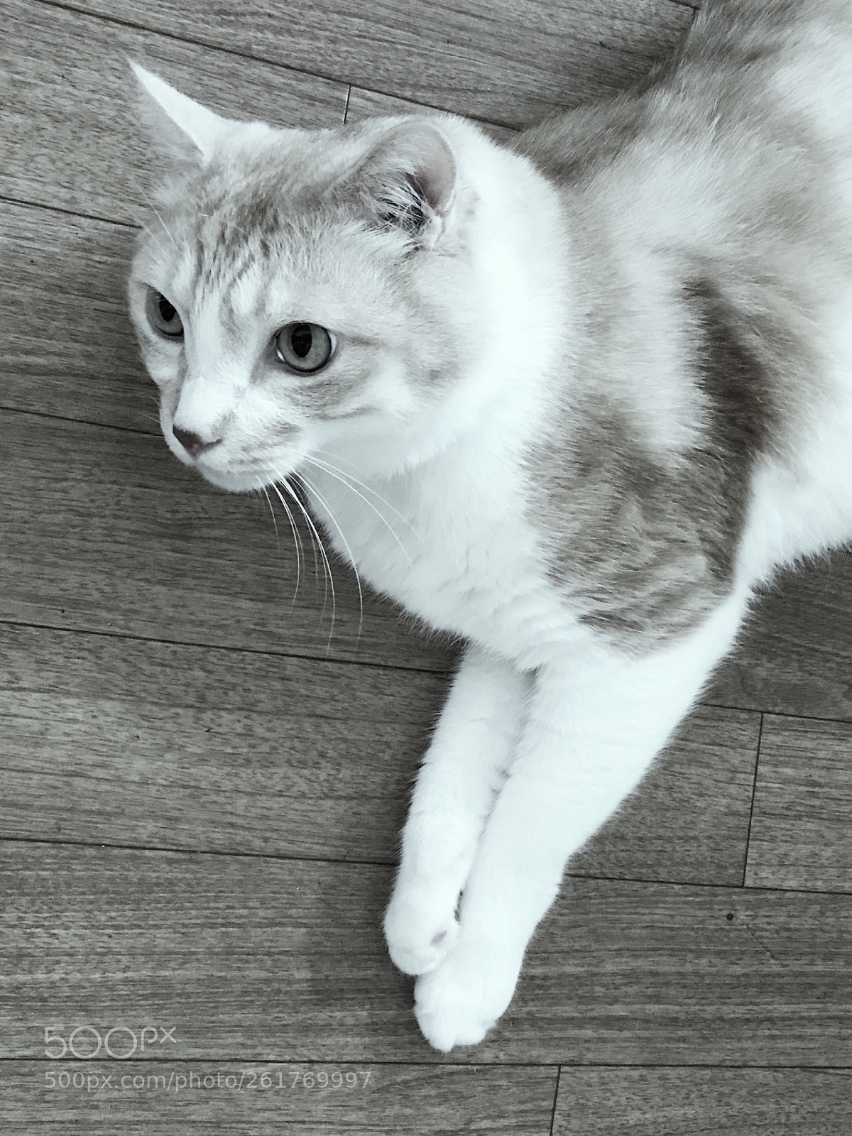 Apple iPhone 7 sample photo. My beloved cat. photography
